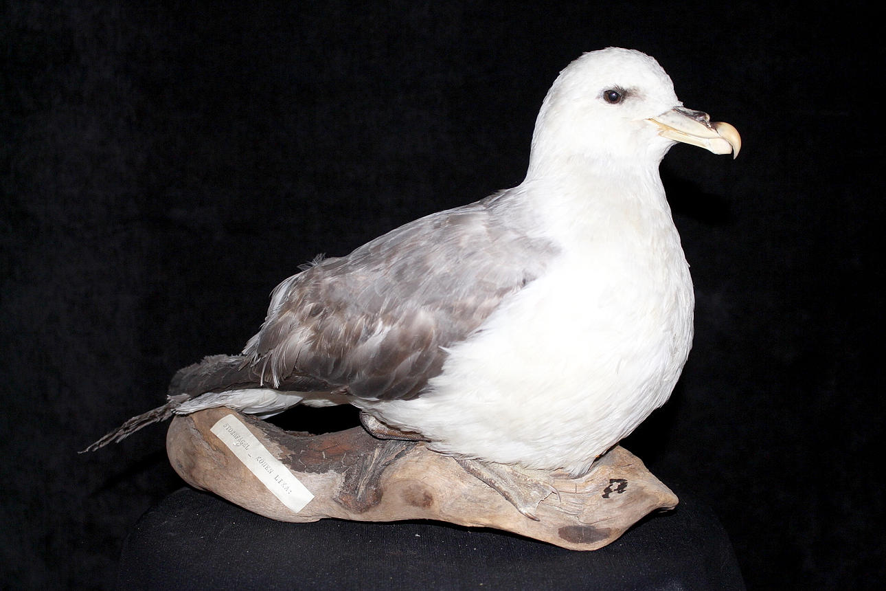 STORMFÅGEL, uppstoppad.