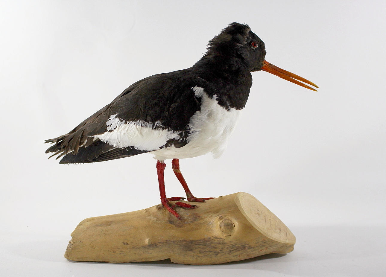 STRANDSKATA, uppstoppad.