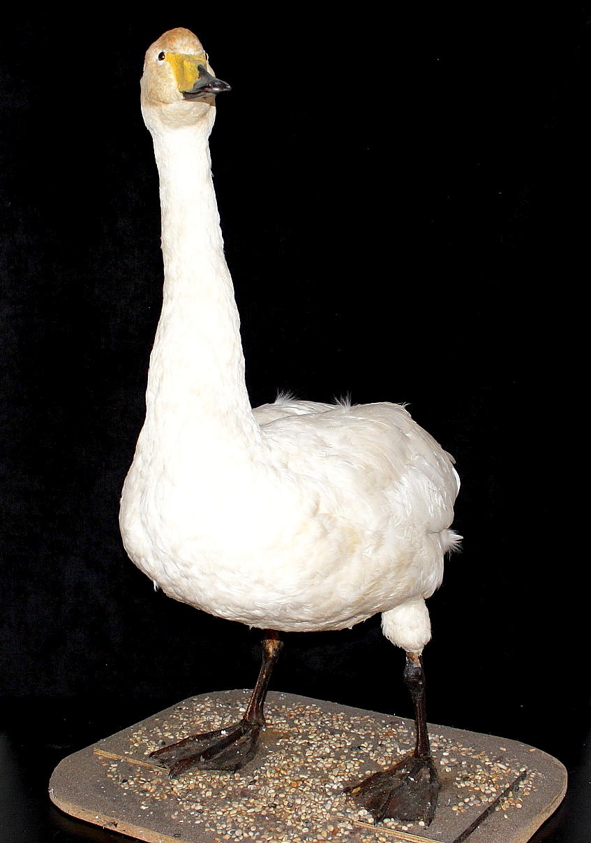 SÅNGSVAN, uppstoppad.