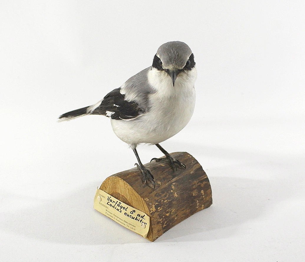 VARFÅGEL, uppstoppad.