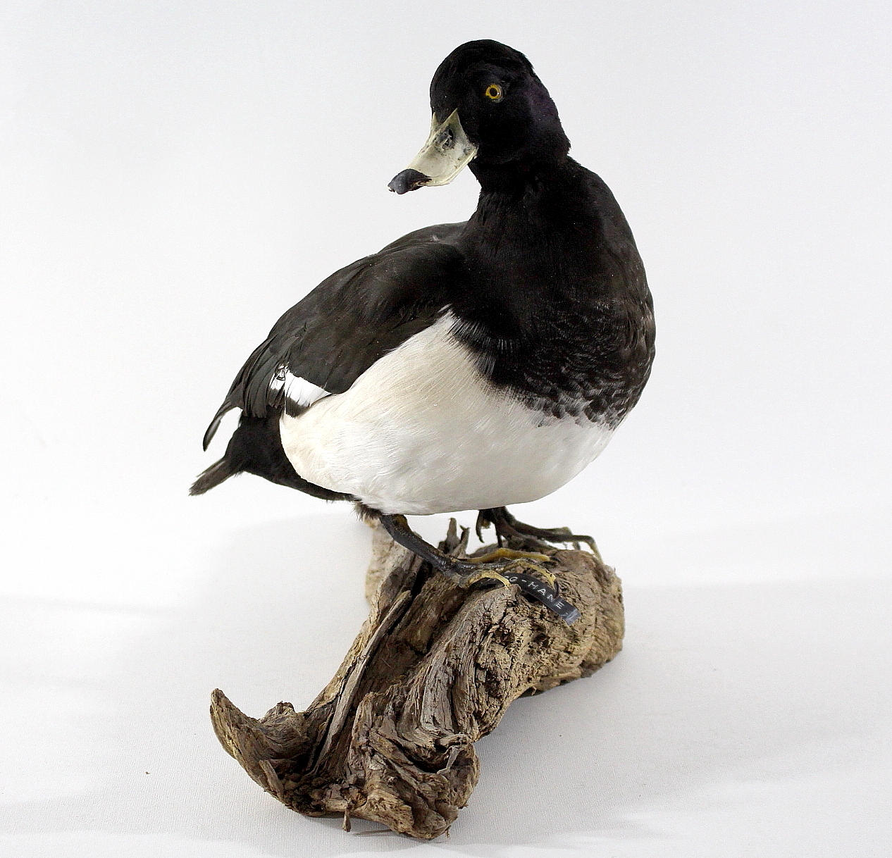 VIGG, uppstoppad, hane.