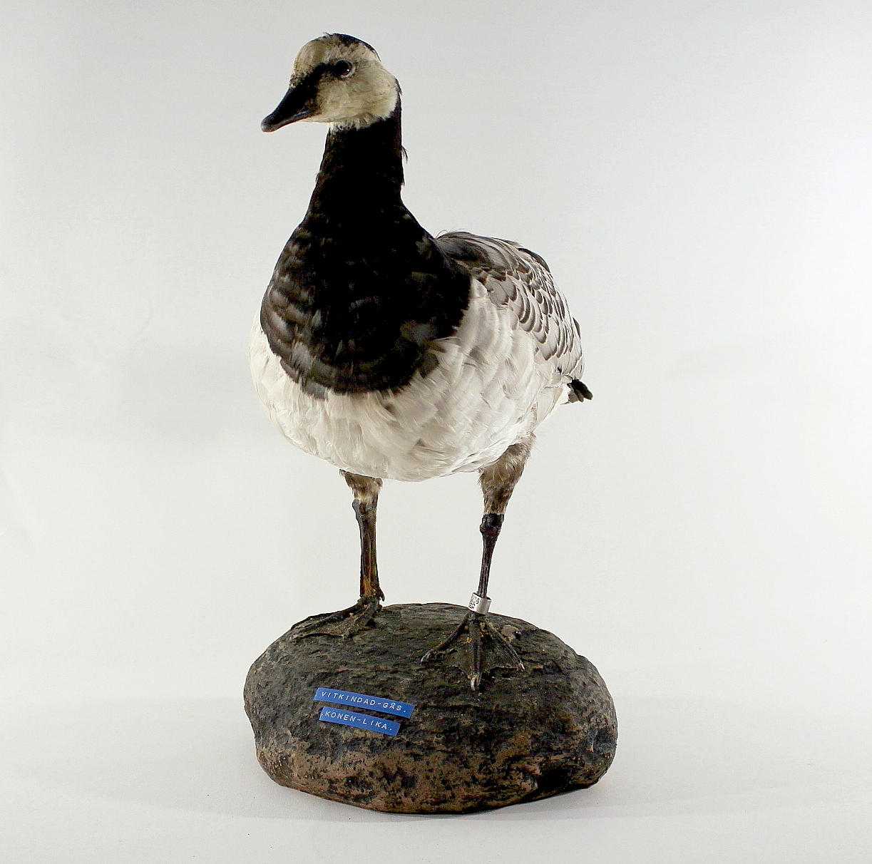 VITKINDAD GÅS, uppstoppad.