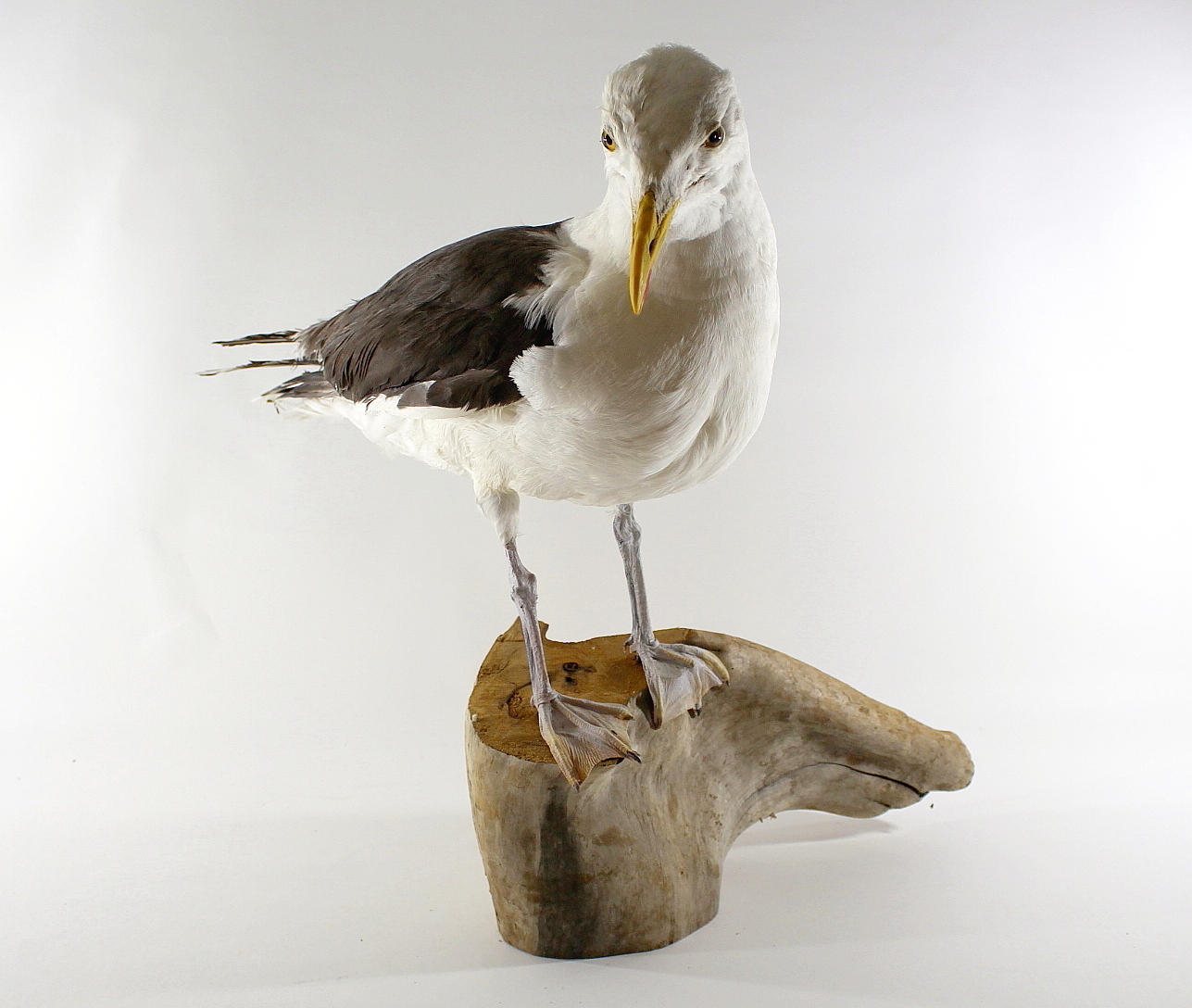 HAVSTRUT. uppstoppad.