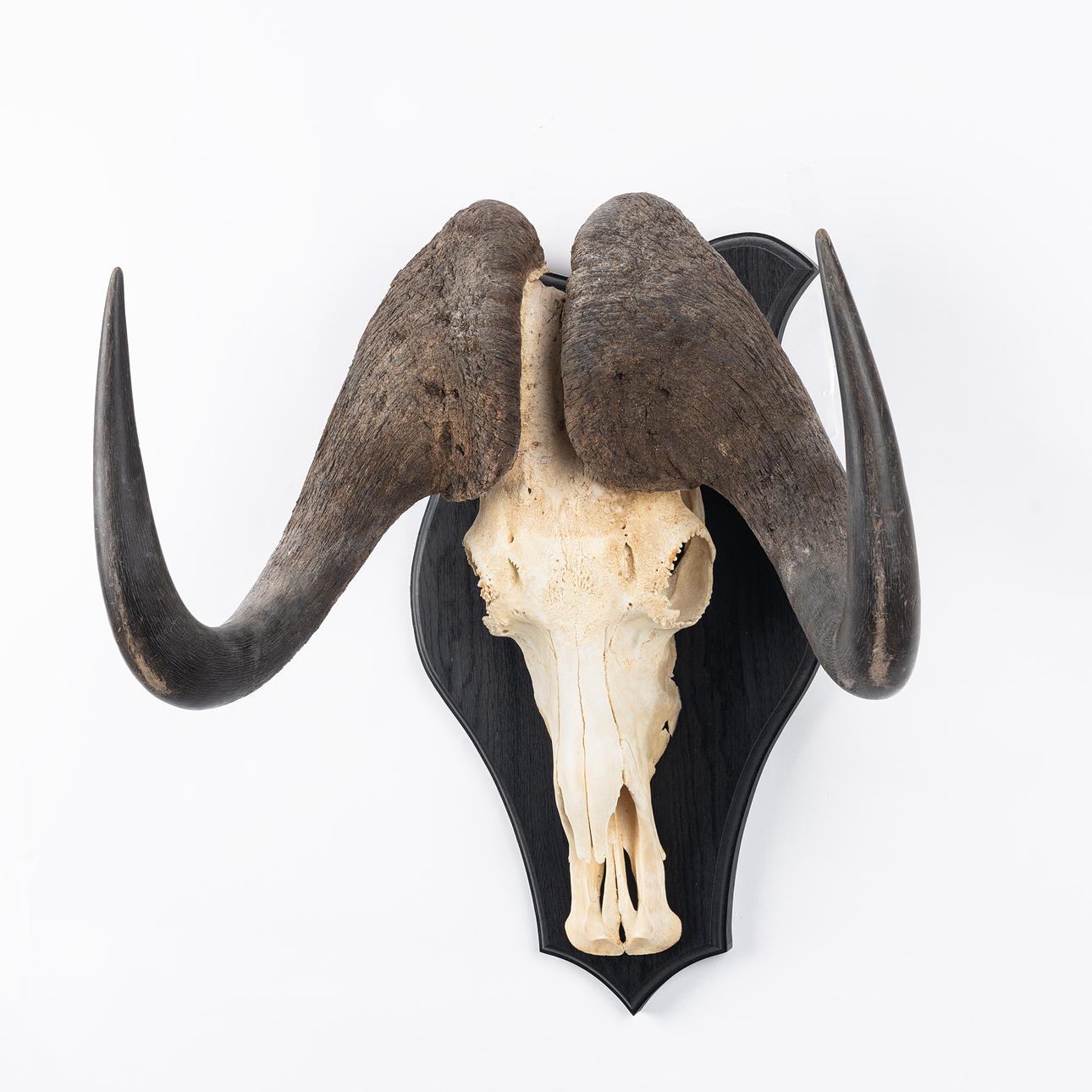 TROFEO DE CAZA, ñu negro (Connochaetes).