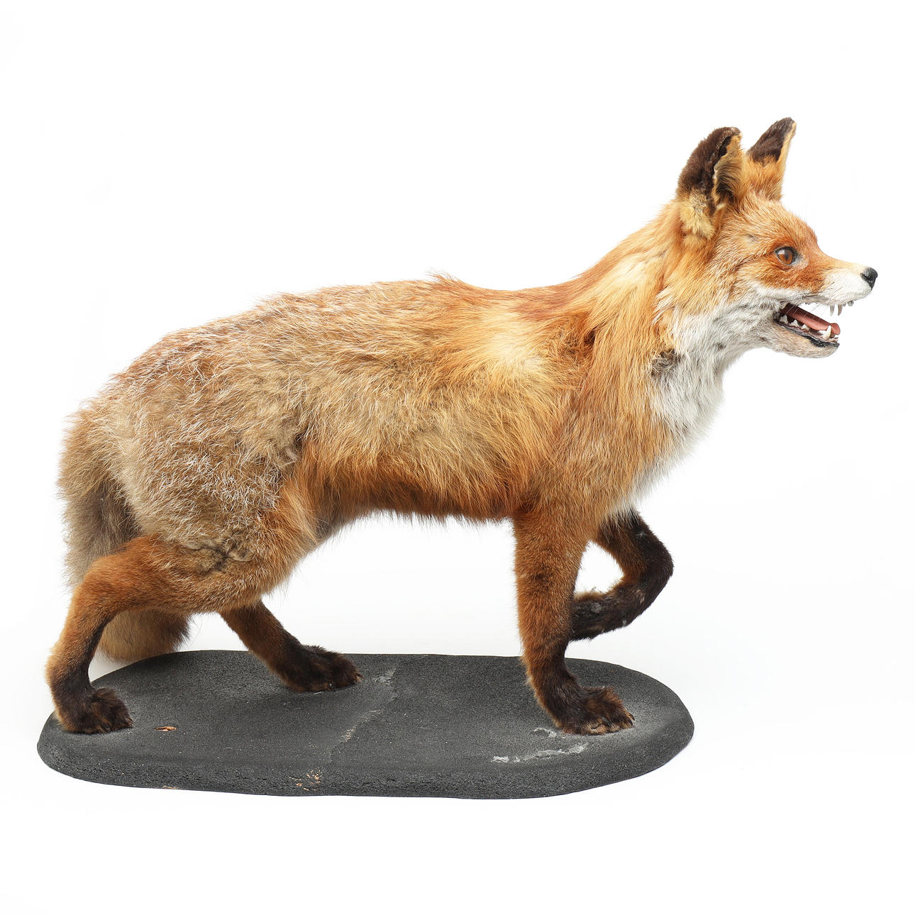 TAXIDERMI, red fox (Vulpes Vulpes).