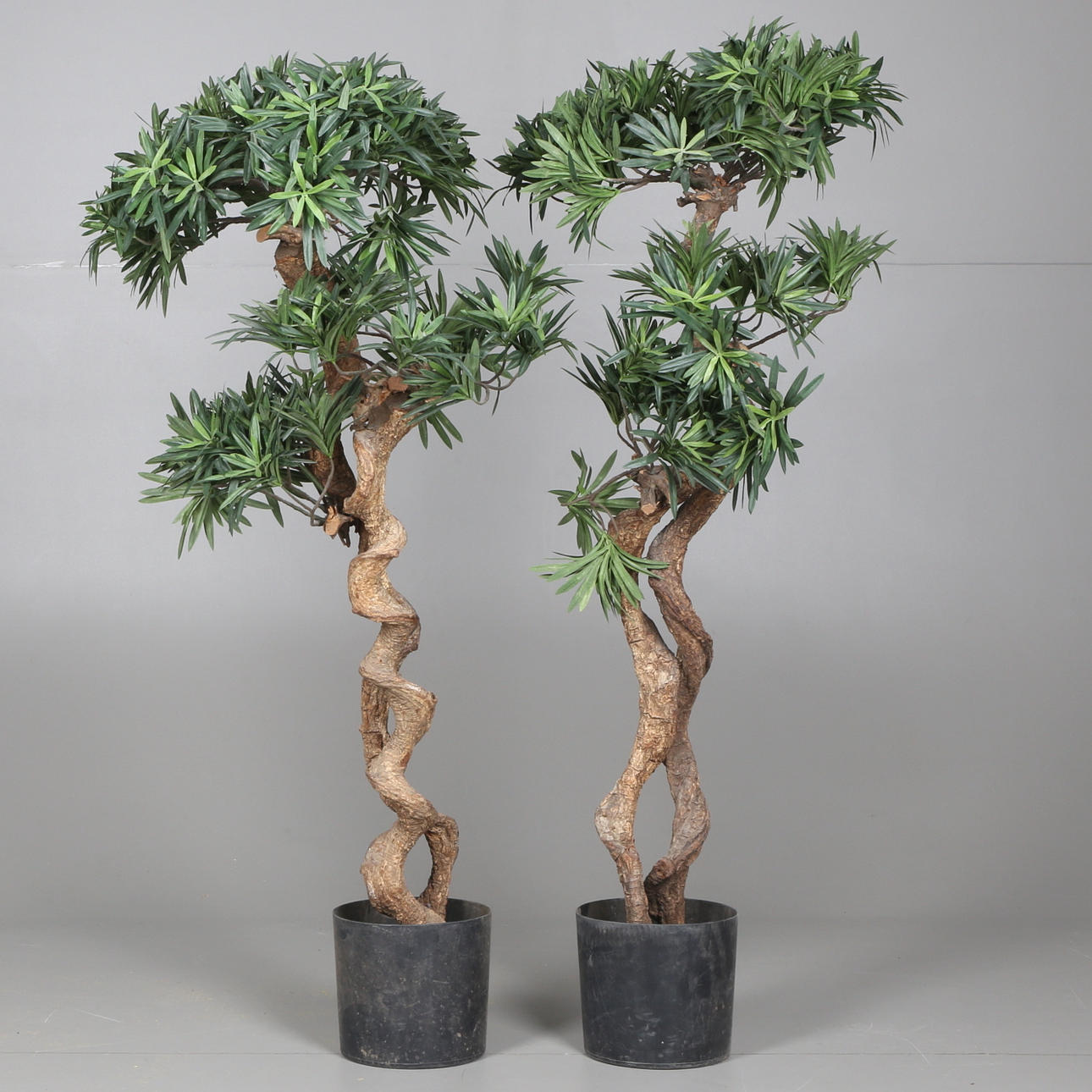 KONSTVÄXT, 2 st, Poducarpus, 19/2000-tal.