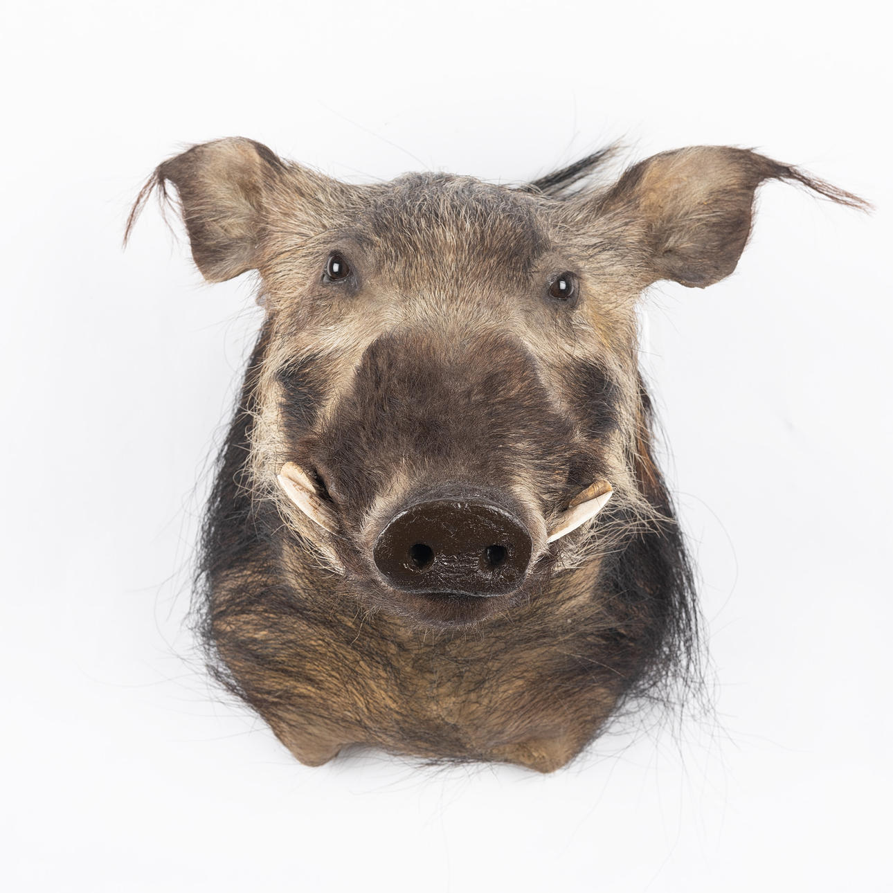 JAKTTROFÉ, busksvin (Potamochoerus).