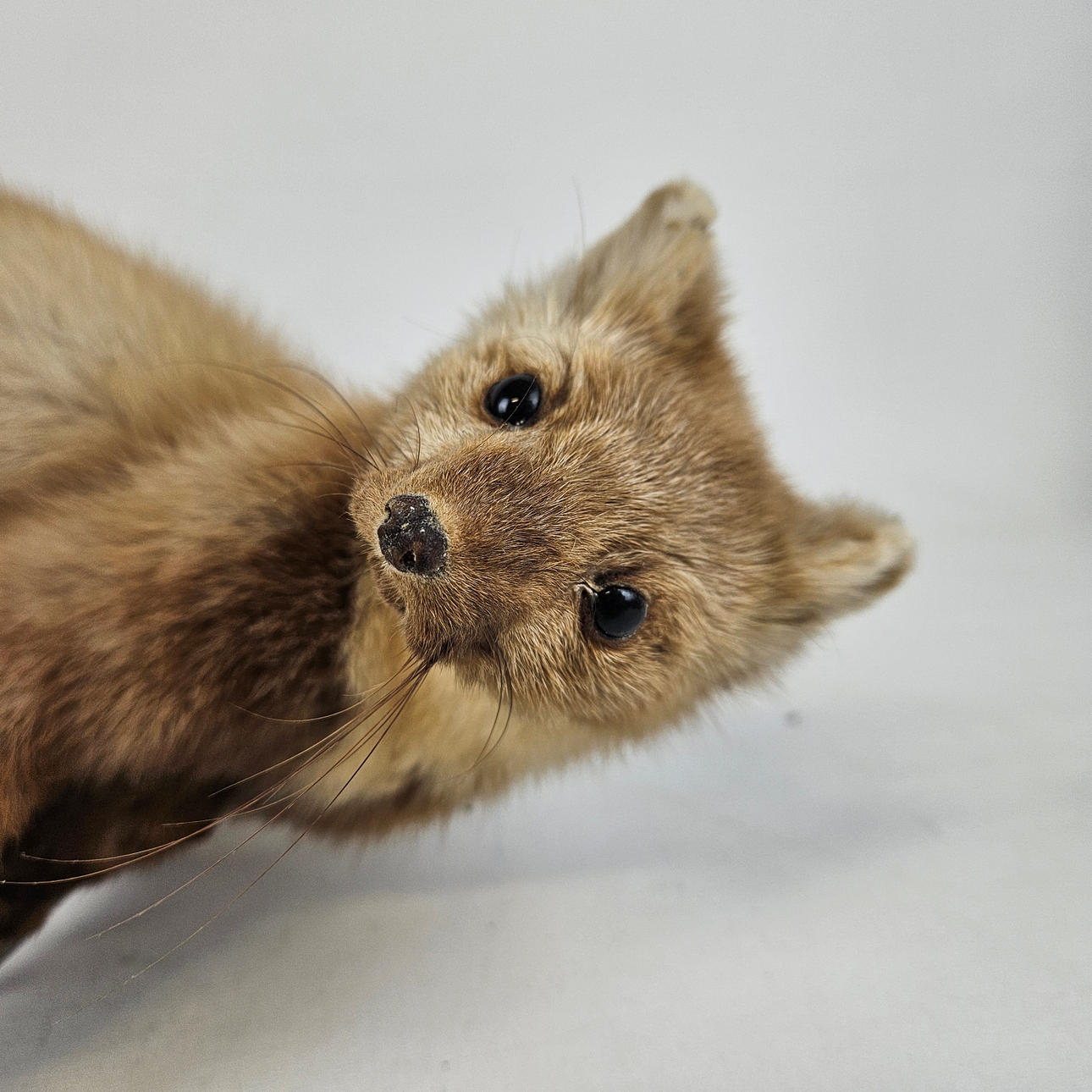 TAXIDERMI, mård.