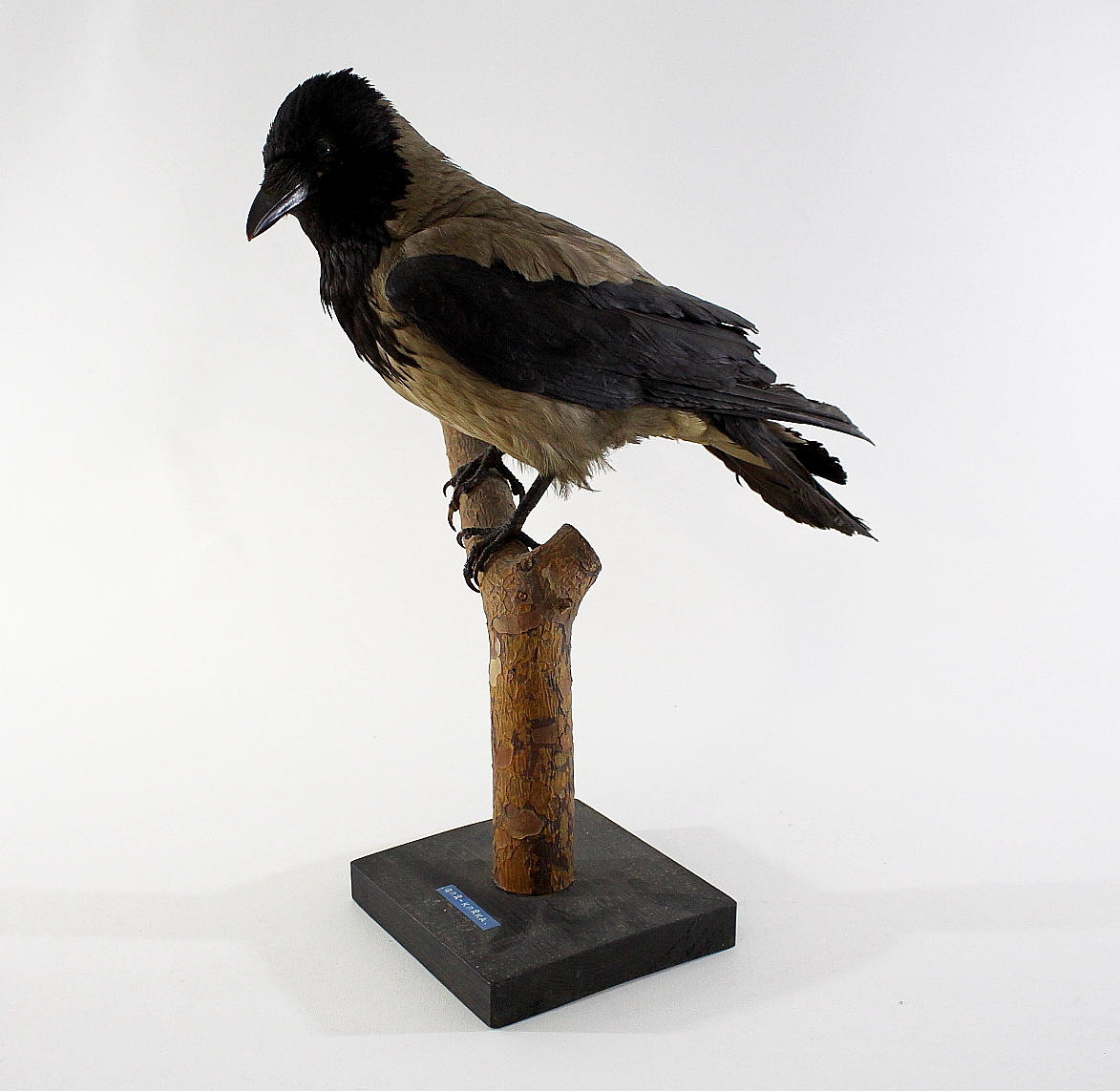 GRÅKRÅKA, uppstoppad.