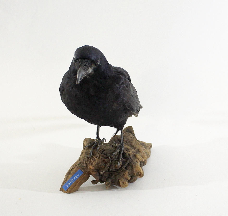 RÅKUNGE, uppstoppad.