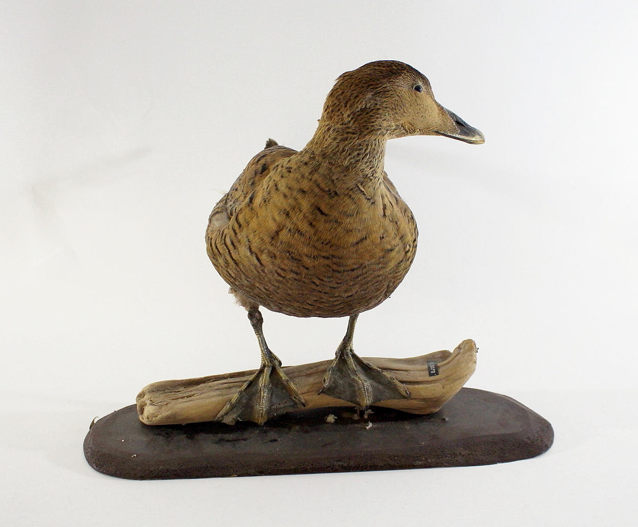 EJDER, uppstoppad, hona.