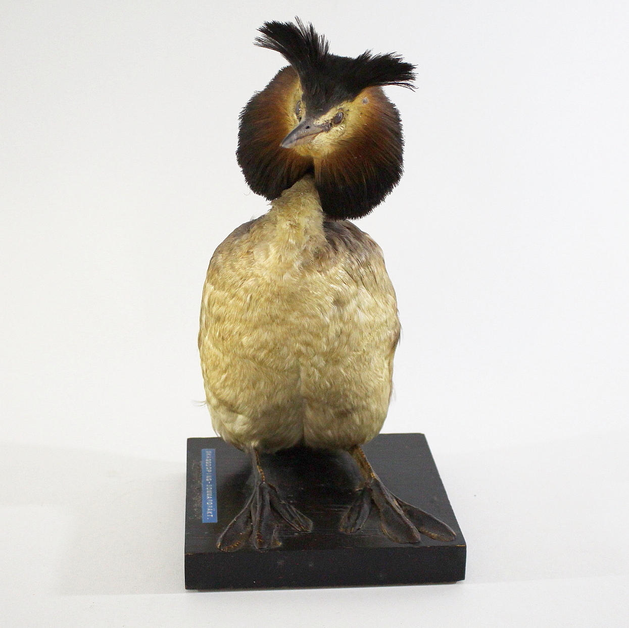 SKÄGGDOPPING, uppstoppad.