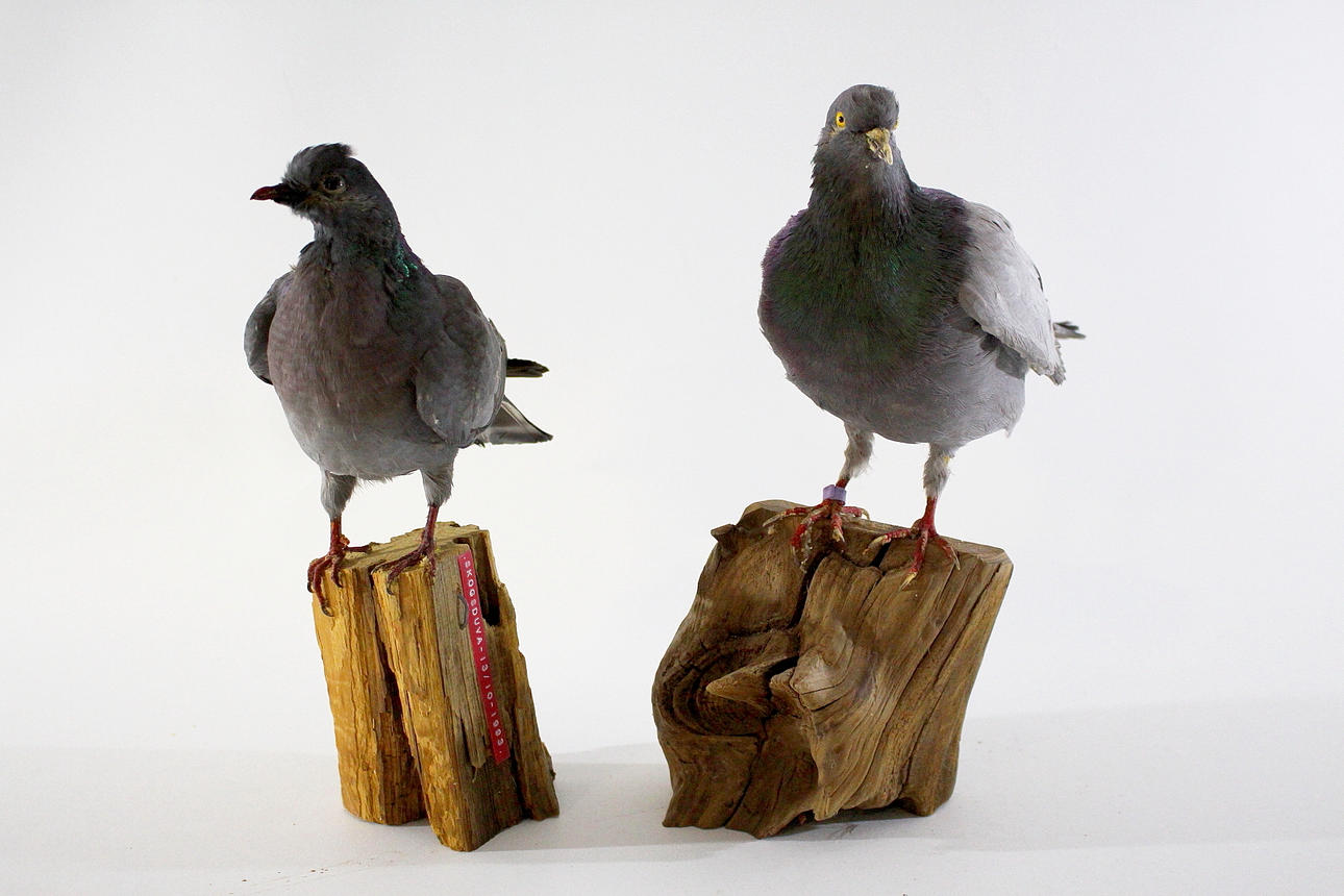 DUVA, uppstoppade, 2 st.