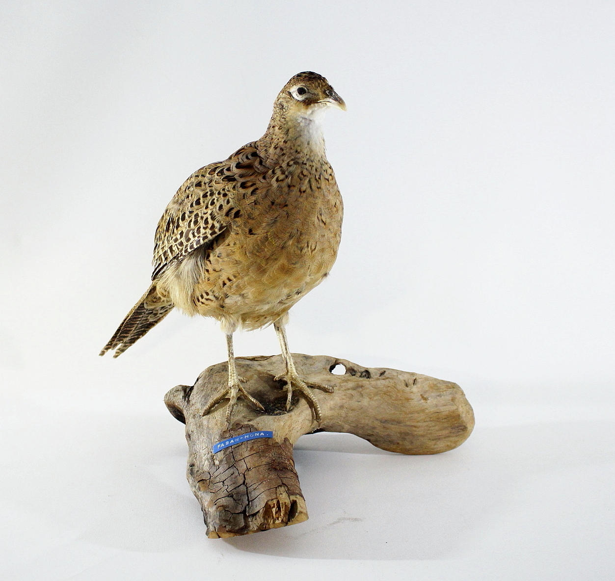 FASAN, uppstoppad, hona.