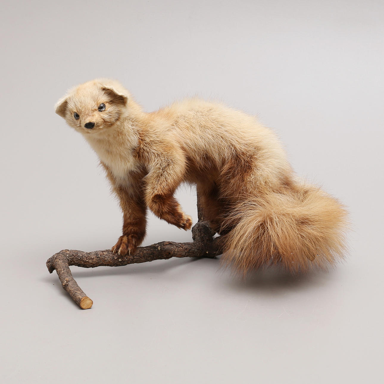 TAXIDERMI, Marten, stuffed.