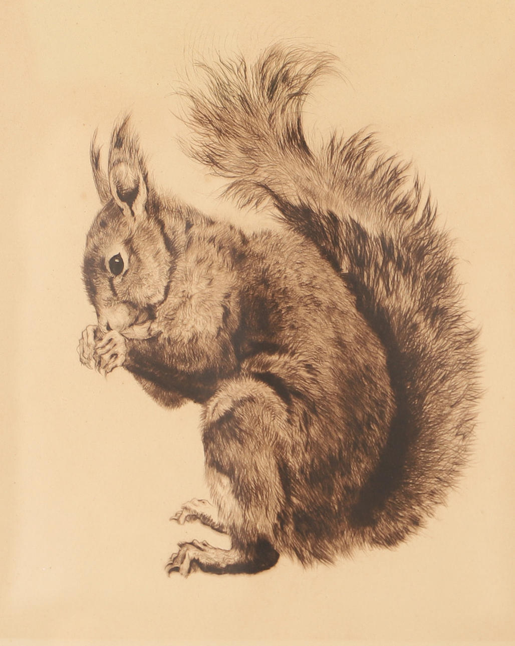 KURT MEYER-EBERHARDT. Ardilla, grabado en color, firmado Eberhardt.