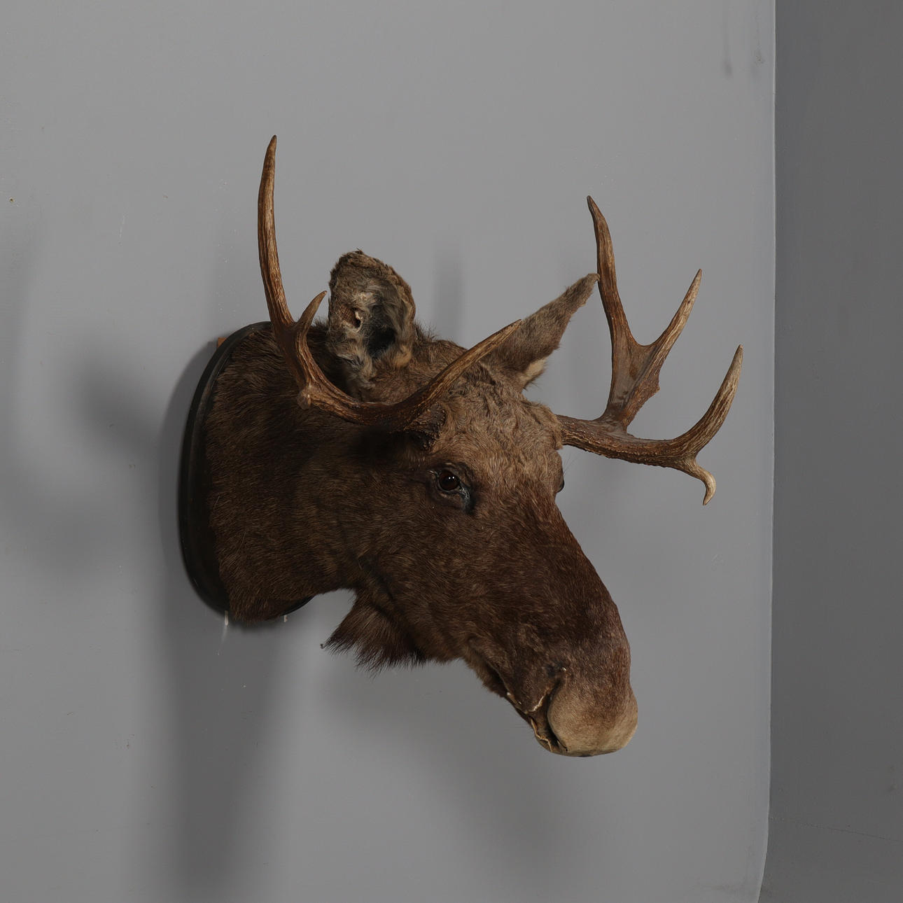 TROFÉ, taxidermi, älg, 1900-talets andra hälft.