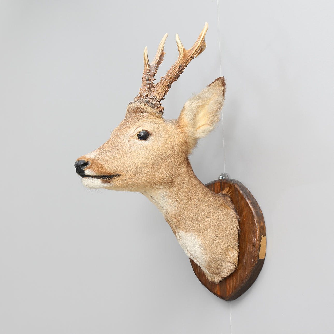 JAKTTROFÉ, rådjurshuvud.