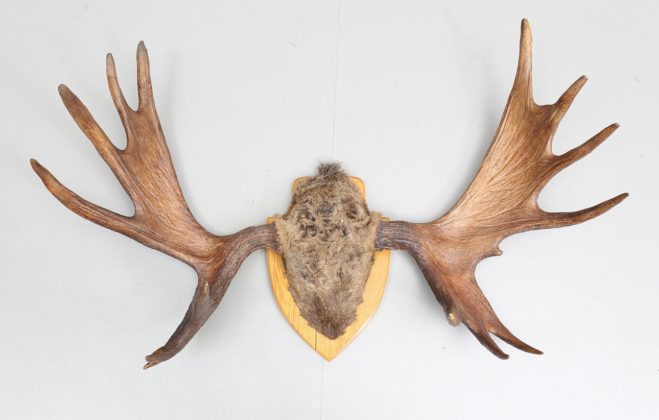 JAKTTROFÉ, älghorn, 15 taggar.