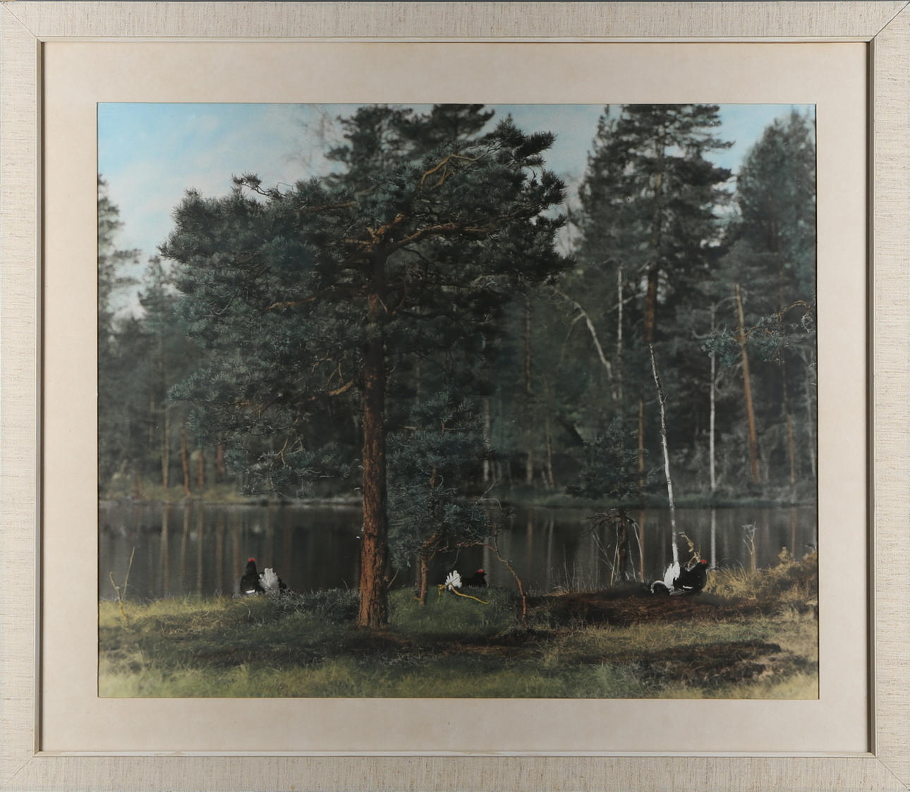 OIDENTIFIERAD FOTOGRAF. Fotografi, Orrspel. Vintertjärnarna. Enånger, signerad K. Ellström.