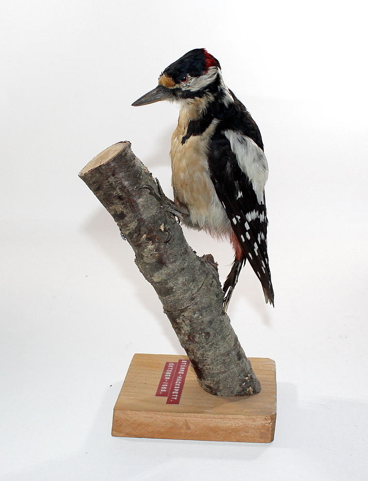 STÖRRE HACKSPETT, uppstoppad.