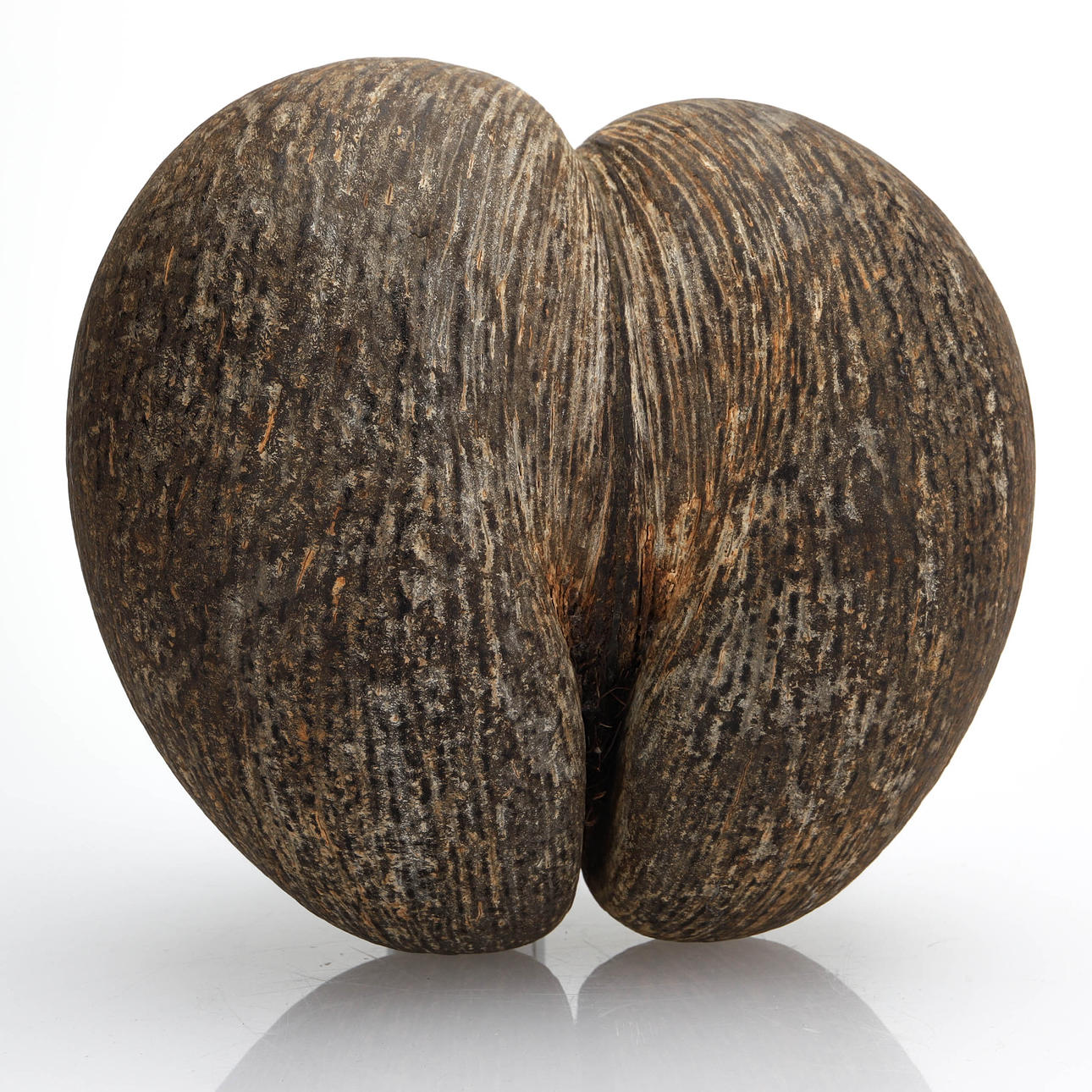 COCO DE MER, havskokosnöt/dubbelnöt, Seychellerna.