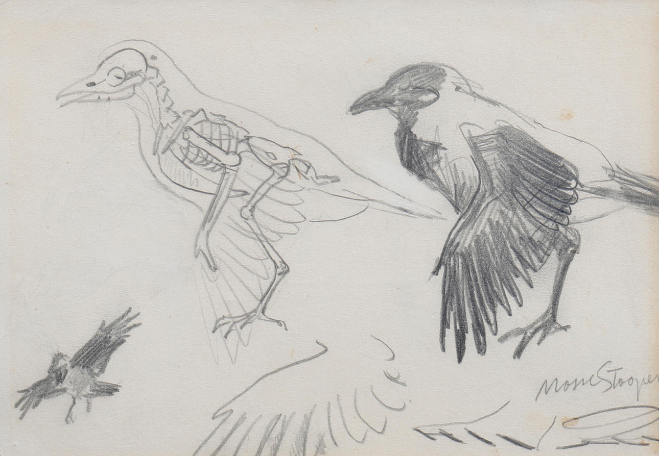 MOSSE STOOPENDAAL. CUERVOS, DIBUJO A LÁPIZ.