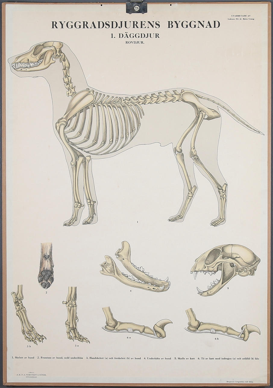 SKOLPLANSCHER, ryggradsdjurens uppbyggnad /rovdjur, 1900-talets första hälft.