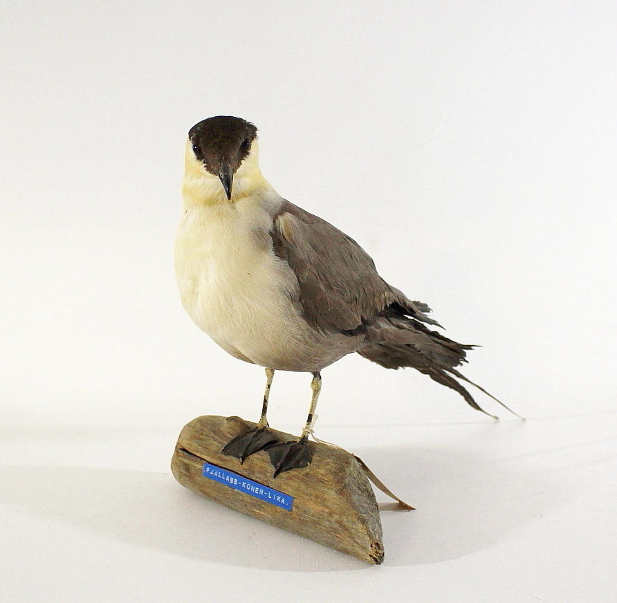 FJÄLLABB, uppstoppad.