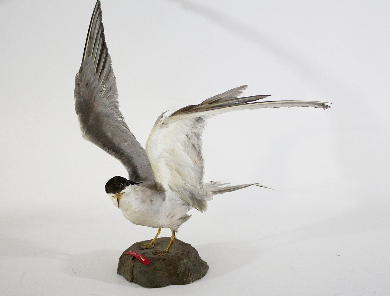 FISKTÄRNA, uppstoppad.