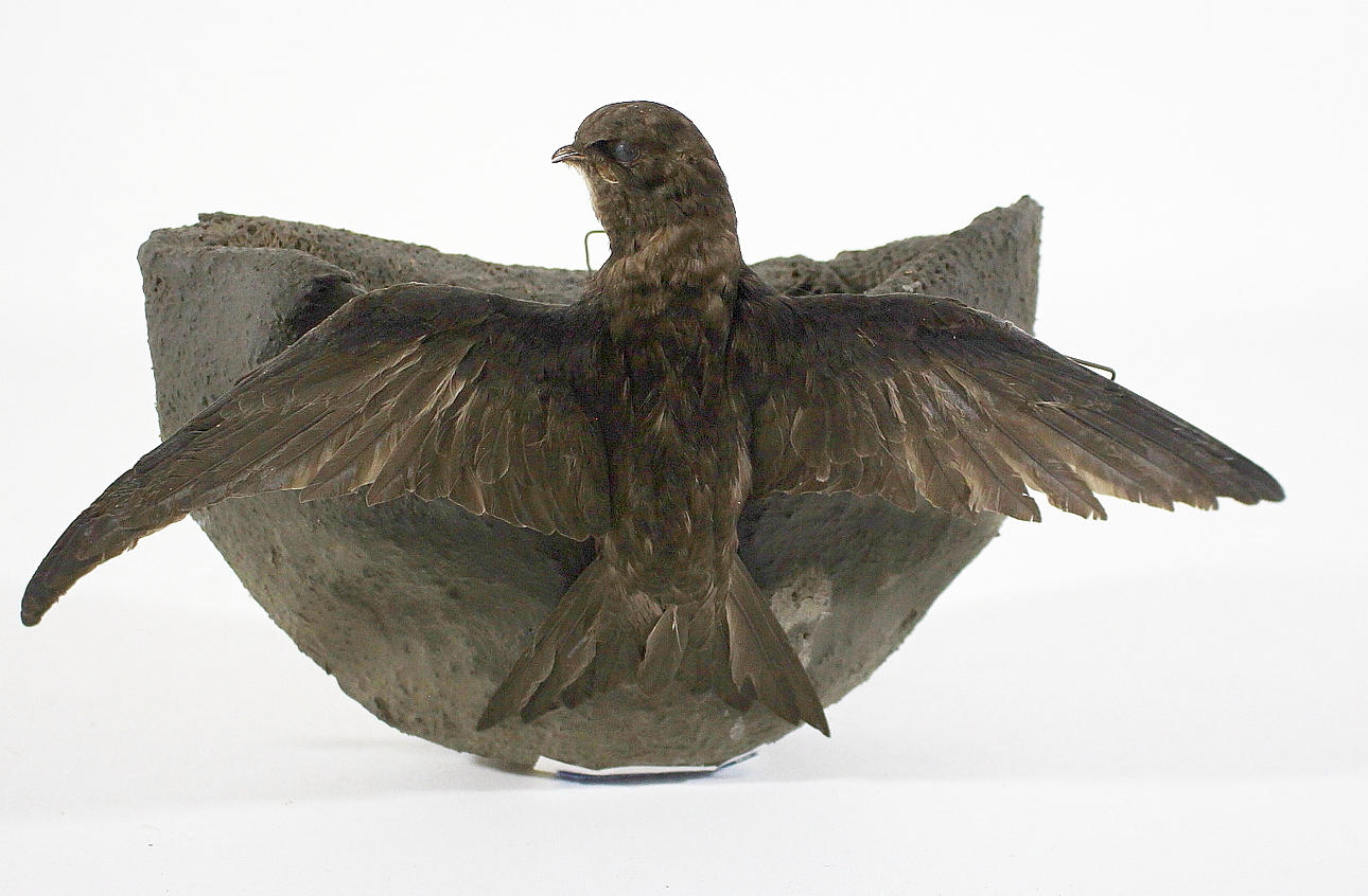 TORNSVALA, med bo, uppstoppad.