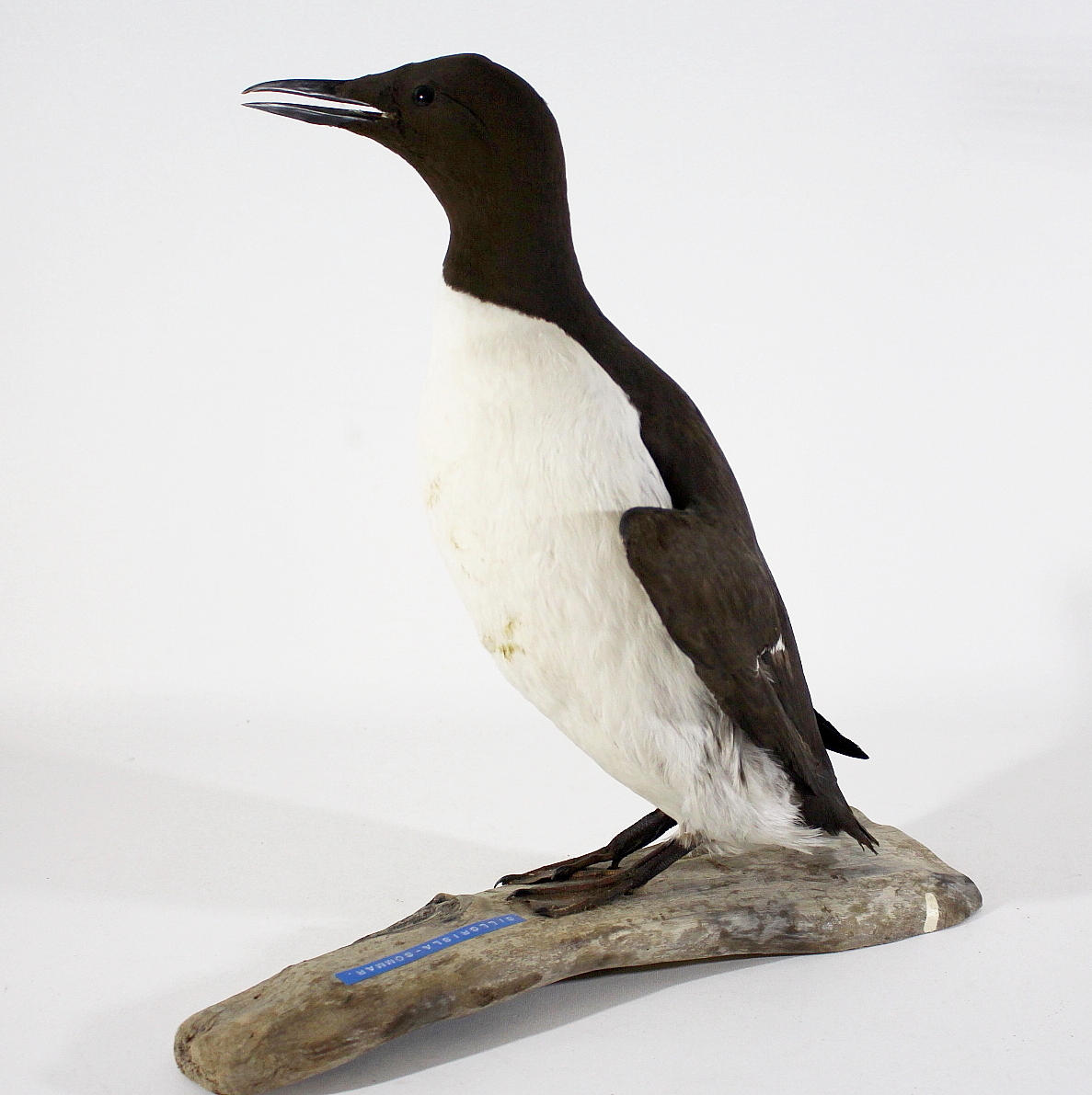 SILLGRISSLA, uppstoppad.