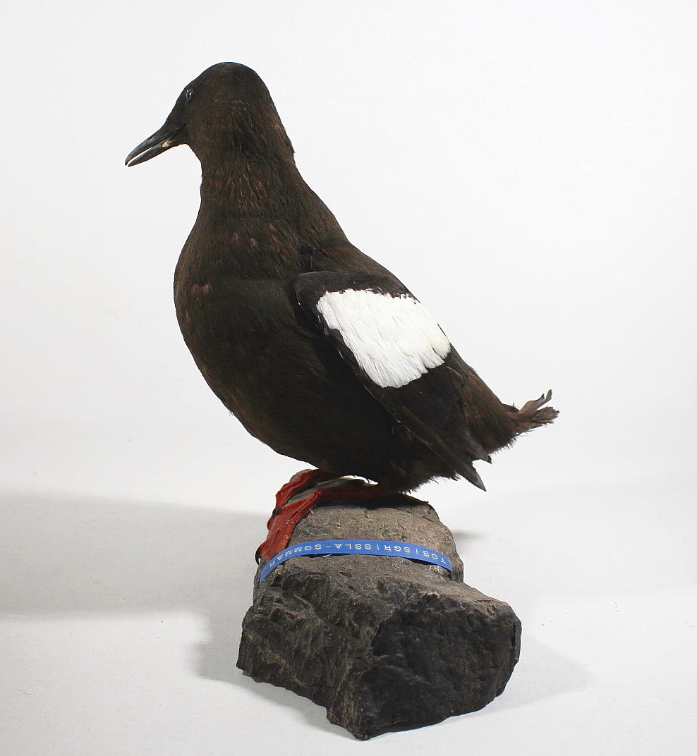 TOBISGRISSLA, uppstoppad.