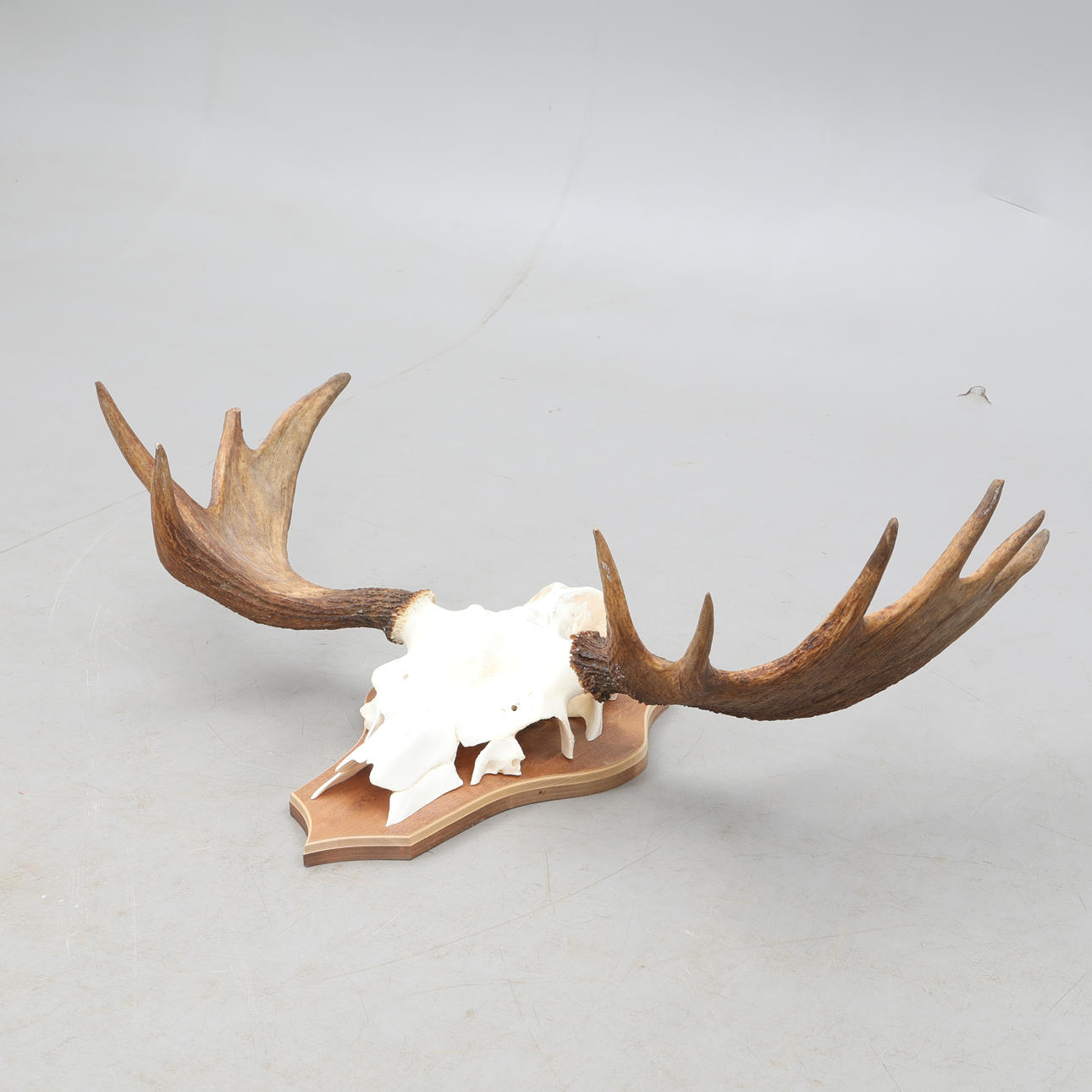 ÄLGHORN,10 taggare.