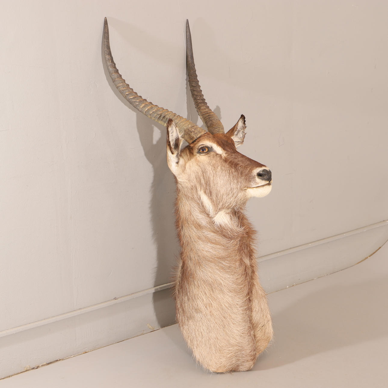 JAKTTROFE, Vattenbock (Kobus), 1900-tal.