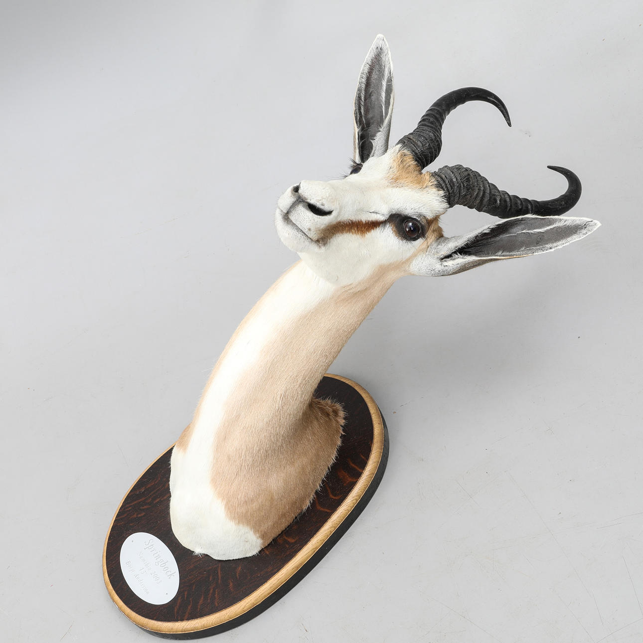 JAKTTROFÉ, Springbock, (Antidorcas Marsupialis), Namibia,2003.