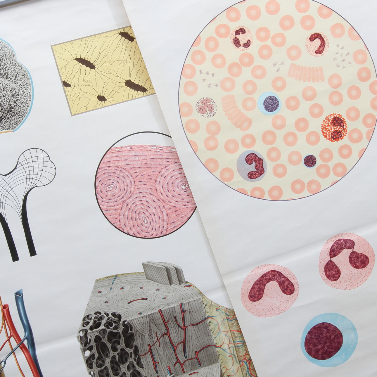 SKOLPLANSCHER, 3 st, Människokroppens byggnad, Norstedt.