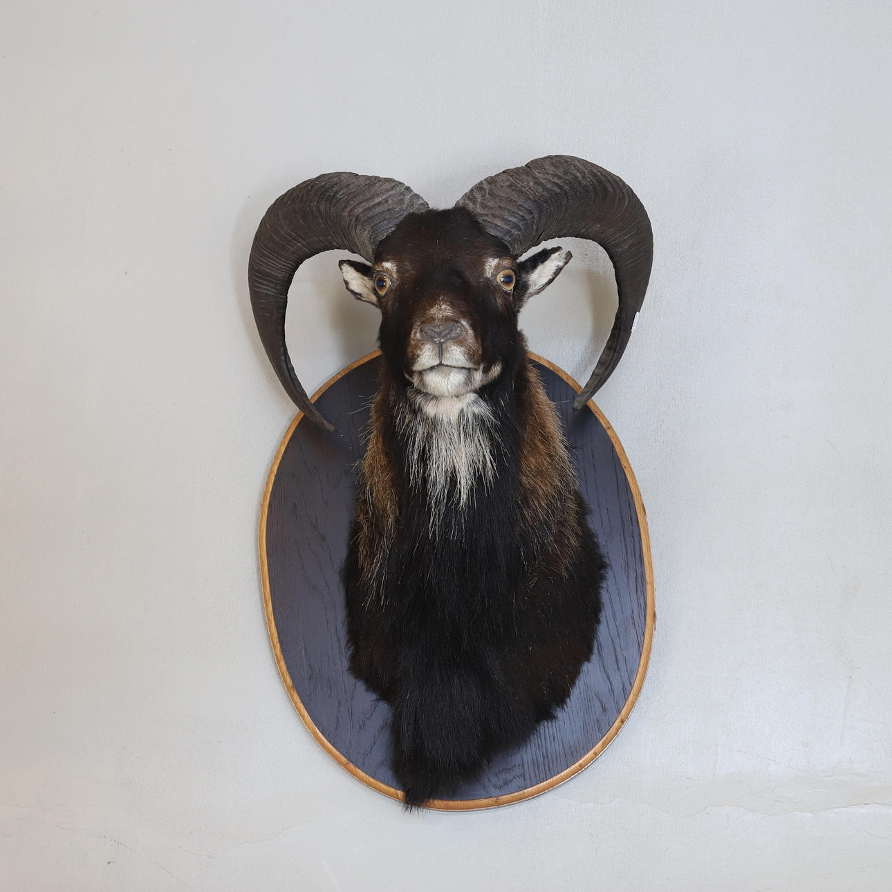 JAKTTROFÉ, mufflonfår.