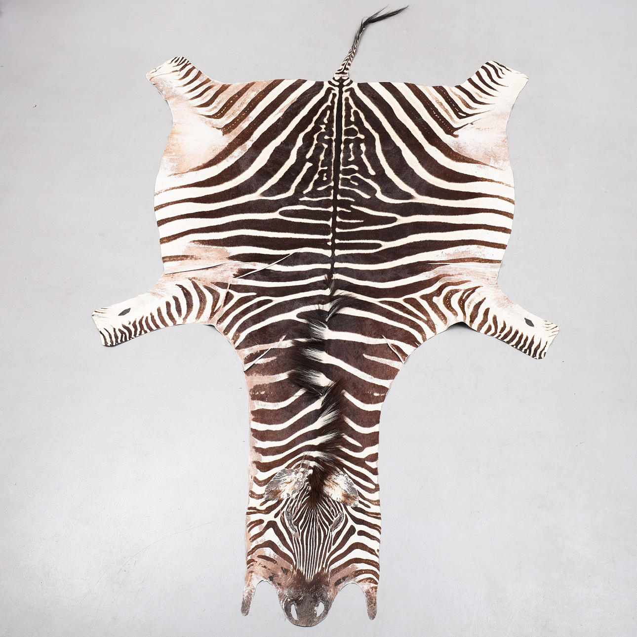 ZEBRA SKIN, Südafrika, 2006.