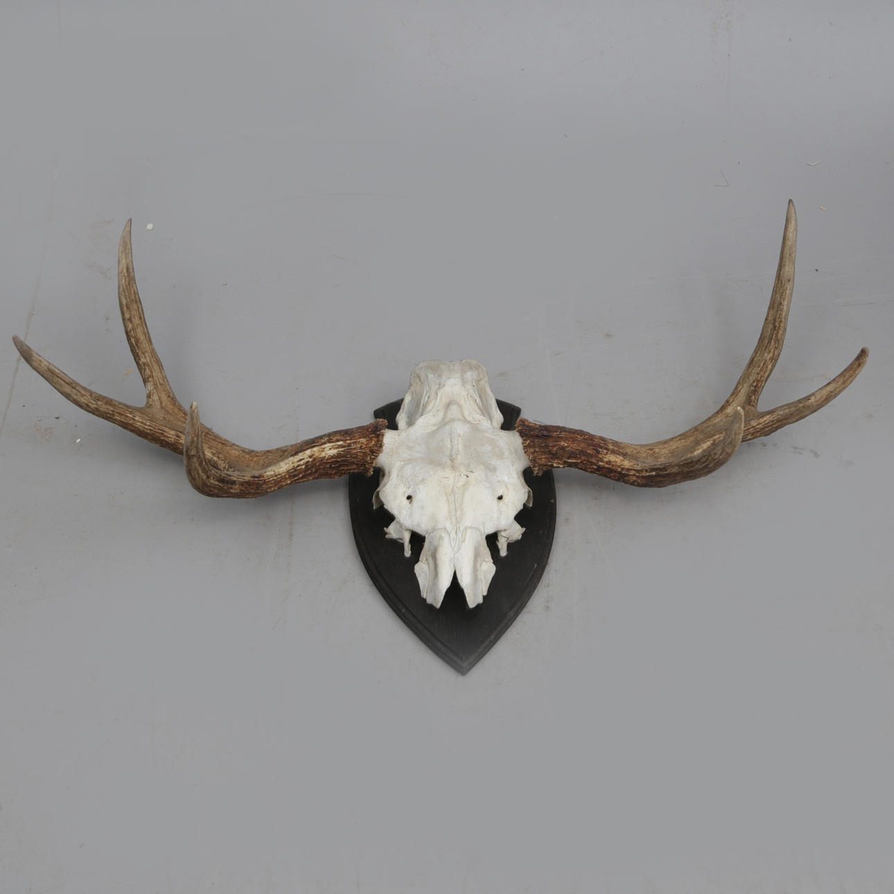 MOOSE HORN, with skull.