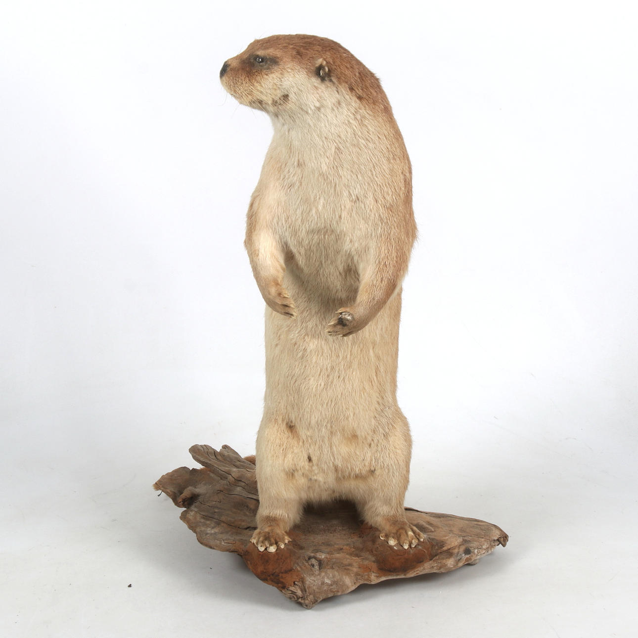 Una nutria disecada del siglo XX.