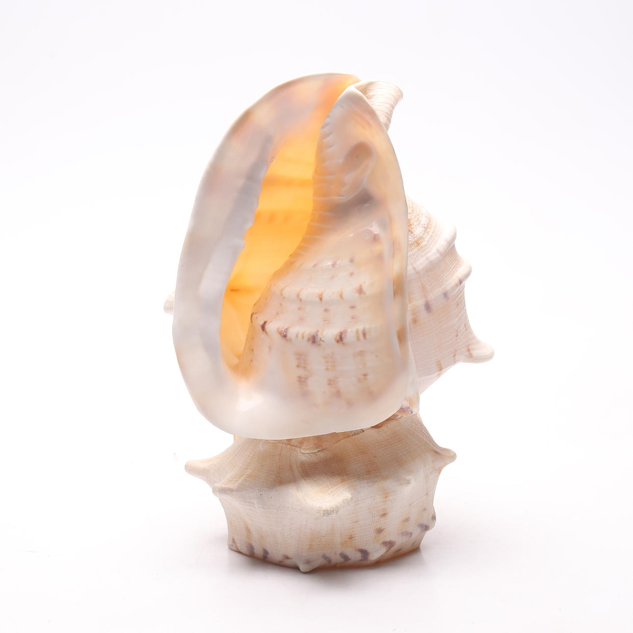 TISCHLAMPE, Muschel.