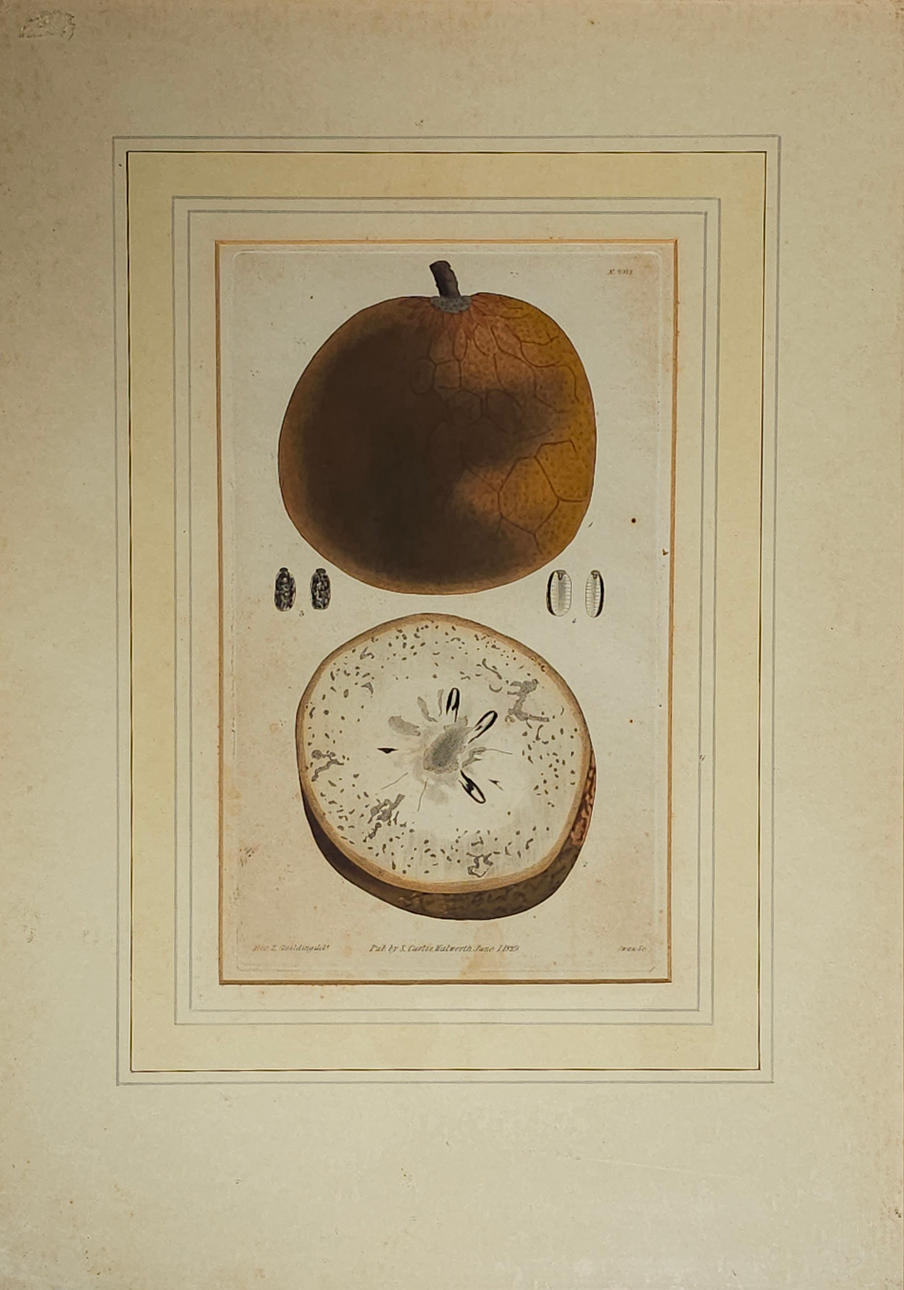 ANONIMO. FRUTAS Y VERDURAS, LÁMINA, GRABADOS.