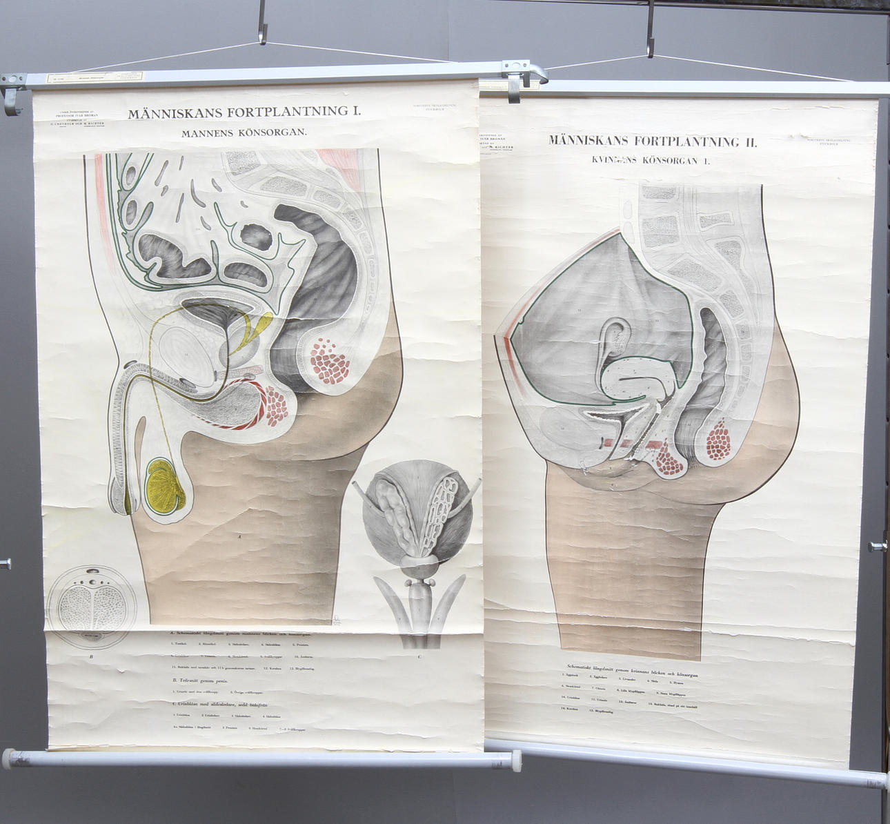 SKOLPLANSCHER, 2 st, Mannens könsorgan samt Kvinnans könsorgan, Norstedts skolavdelning Stockholm.