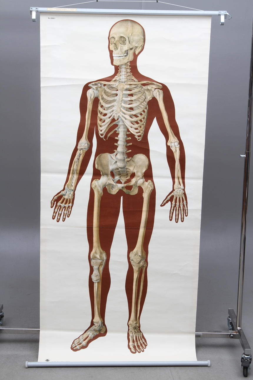 SKOLPLANSCH, Människokroppens byggnad - Skelettet I, Norstedt.