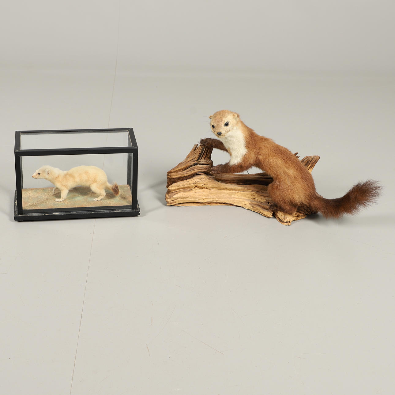 TAXIDERMY - CASED STOAT & PINE MARTEN.