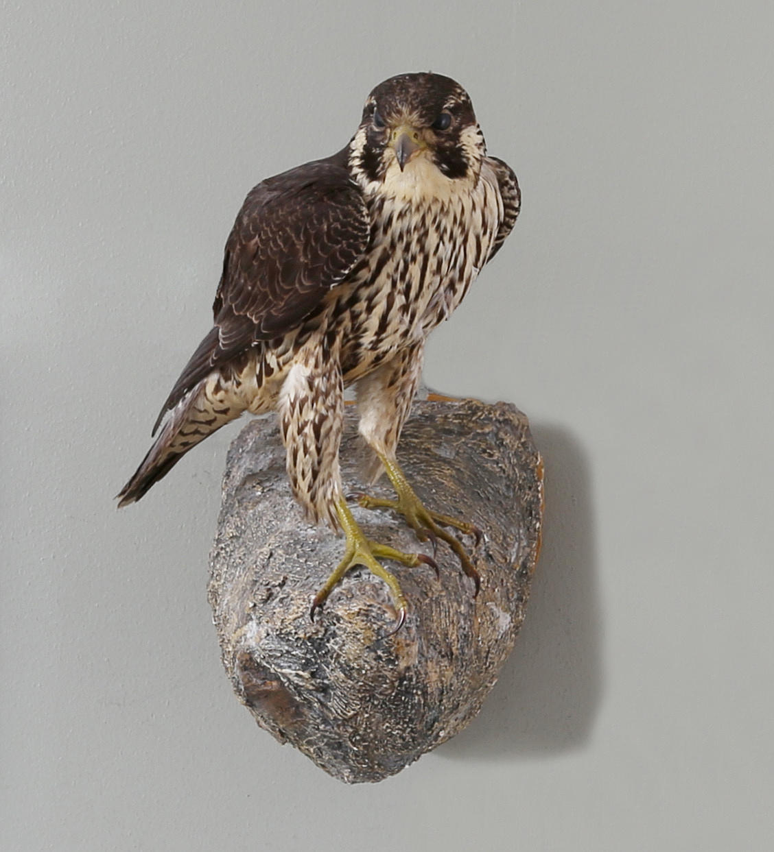 UPPSTOPPAD FALK, 1946.