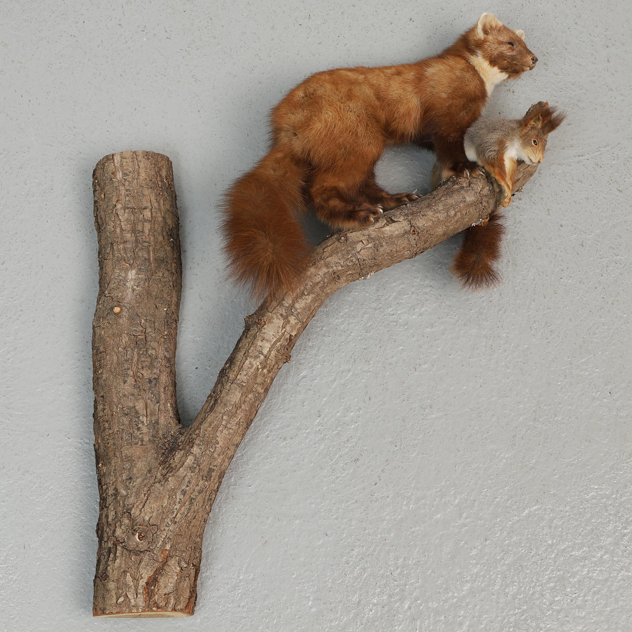 TAXIDERMIE, Marder & Eichhörnchen, Trophäendepot.