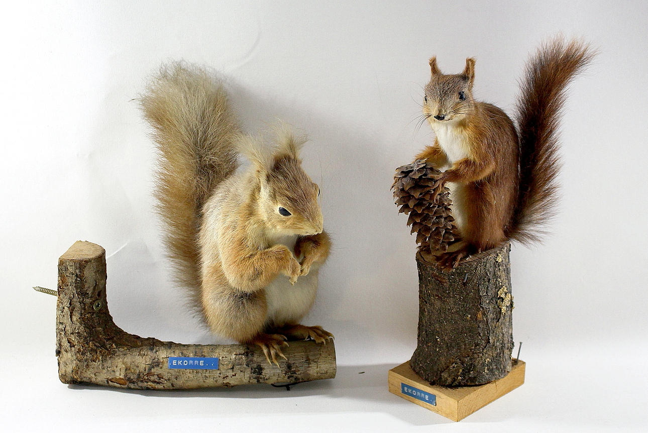 EKORRAR, uppstoppade 2 st.