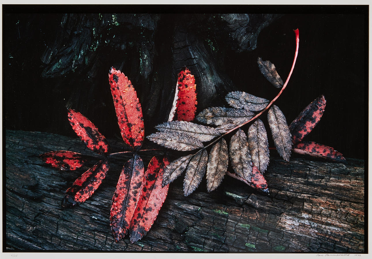 HANS HAMMARSKIÖLD. ”Punaiset lehdet”.